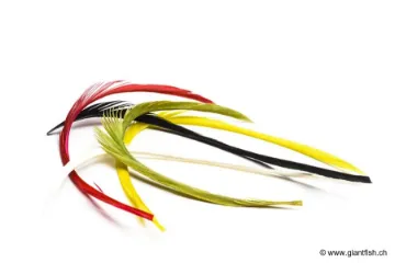 Biot d'Oie Mixte Devaux