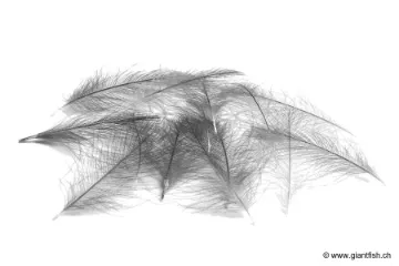 Cul de Canard Devaux CDC SELECT DVX - 1 g