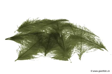 Cul de Canard Devaux CDC SELECT