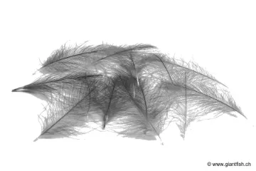 Cul de Canard Devaux CDC SELECT