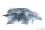 Blue Spinner