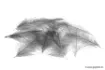 Bild von Cul de Canard Devaux CDC SELECT