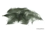 Olive Dun