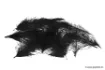 Bild von Cul de Canard Devaux CDC SELECT