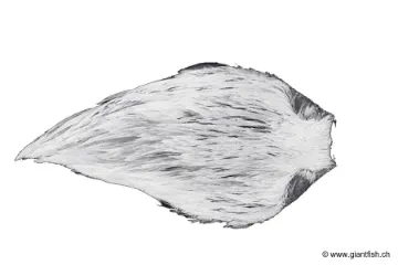 Cou de Coq Devaux G3 DVX