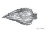 Gris Clair