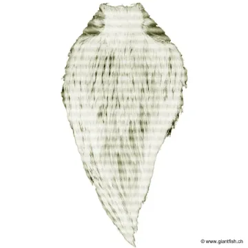 Cou de Coq Devaux Top Grade DVX