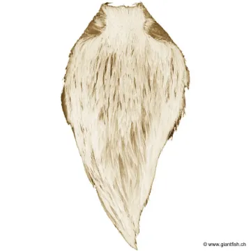 Cou de Coq Devaux Top Grade DVX