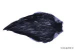 Bleu Roi