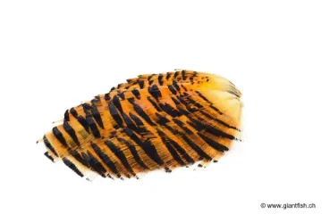 Collerette de Faisan Dorée Devaux