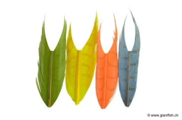 Queue de Faisan Devaux Fullcolor