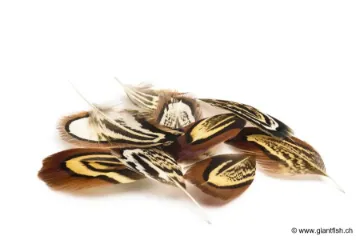 Plumes de Faisan Devaux