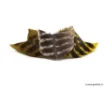 Image de Plumes Devaux Plumes OZARK QUILL