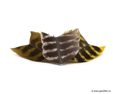 Plumes Devaux Plumes OZARK QUILL