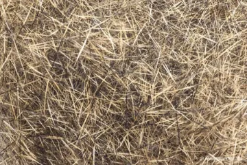 Dubbing de Lièvre Devaux Naturel DVX