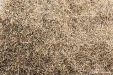 Dubbing de Lièvre Devaux Naturel DVX