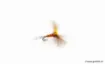 Picture of Devaux Emergent Fly JBE06