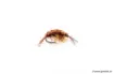 Picture of Devaux Gammarus Fly JBG 02