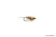 Mouche Devaux Nymphe JBN 01 Mouche Devaux Nymphe JBN 01