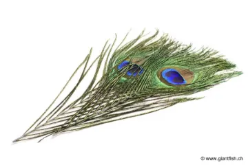 Oeil de Paon & Barbes Devaux