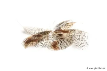 Plumes de Perdrix Devaux