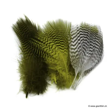 Plumes de Sarcelle Devaux