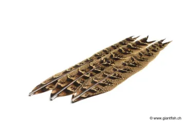 Queue de Poule Faisane Devaux