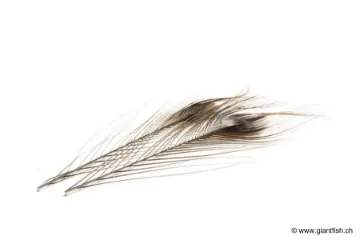 Quill de Paon Ebarbé Teint Devaux