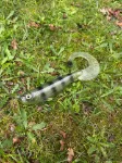 Striped Green Ghost