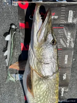 Leurre souple HOOKSPORT EKLIPS 270 - 27 cm - 90 g