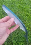 Clear Water Special