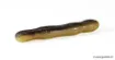 Leurre Souple DUO Wriggle ND SLIM 3" - 7.3 cm