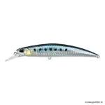 Sardine