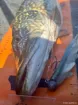 Picture of Soft Lure HOOKSPORT EKLIPS 270 - 27 cm - 90 g