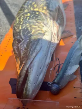 Leurre souple HOOKSPORT EKLIPS 270 - 27 cm - 90 g