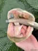 Picture of Soft Lure HOOKSPORT EKLIPS 270 - 27 cm - 90 g