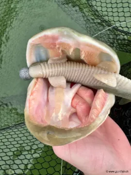 Leurre souple HOOKSPORT EKLIPS 270 - 27 cm - 90 g