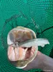 Picture of Soft Lure HOOKSPORT EKLIPS 270 - 27 cm - 90 g