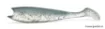 Image de Leurre Souple MADNESS Madshad 85 - 8.5 cm