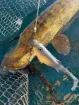Bild von Weichplastikköder Big Pike Lures PROMETHEUS Shad - 27 cm - 160 g