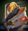 Bild von Weichplastikköder Big Pike Lures PROMETHEUS Shad - 27 cm - 160 g