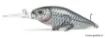 Bild von Schwimmender Köder Megabass DIVING FLAP SLAP - 7.7 cm