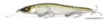 Immagine di Esca galleggiante Megabass VISION ONETEN R+1 - 11 cm