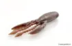 Immagine di Leurre Souple Gan Craft Bomb Slide - 10 cm