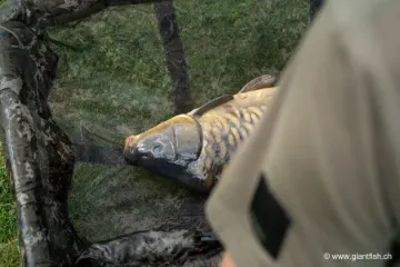 Tapis de Réception NASH Hi-Protect Carp Cradle Camo