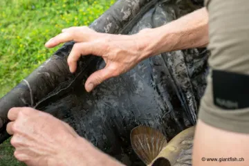 Tapis de Réception NASH Hi-Protect Carp Cradle Camo