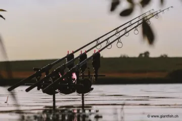 Canne NASH Dwarf Shrink