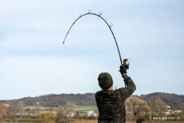 Canne NASH Dwarf Abbreviated