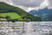 Bild von Rute NASH Scope Abbreviated