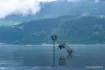 Bild von Rute NASH Scope Abbreviated